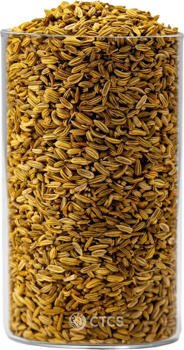 Fennel