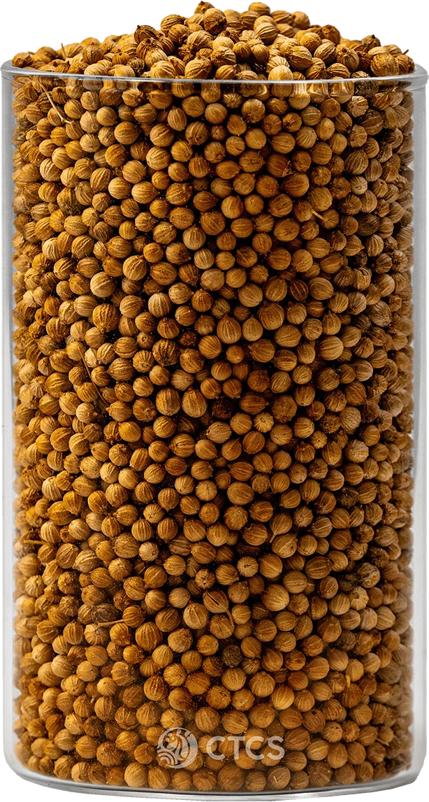 Coriander